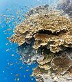 Panorama coral reef